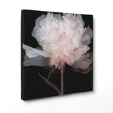 Peonie Eteree